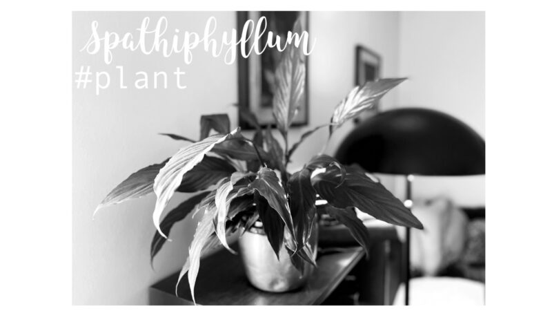 Spathiphyllum